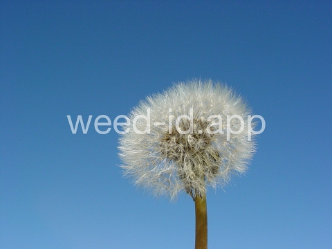 dandelion